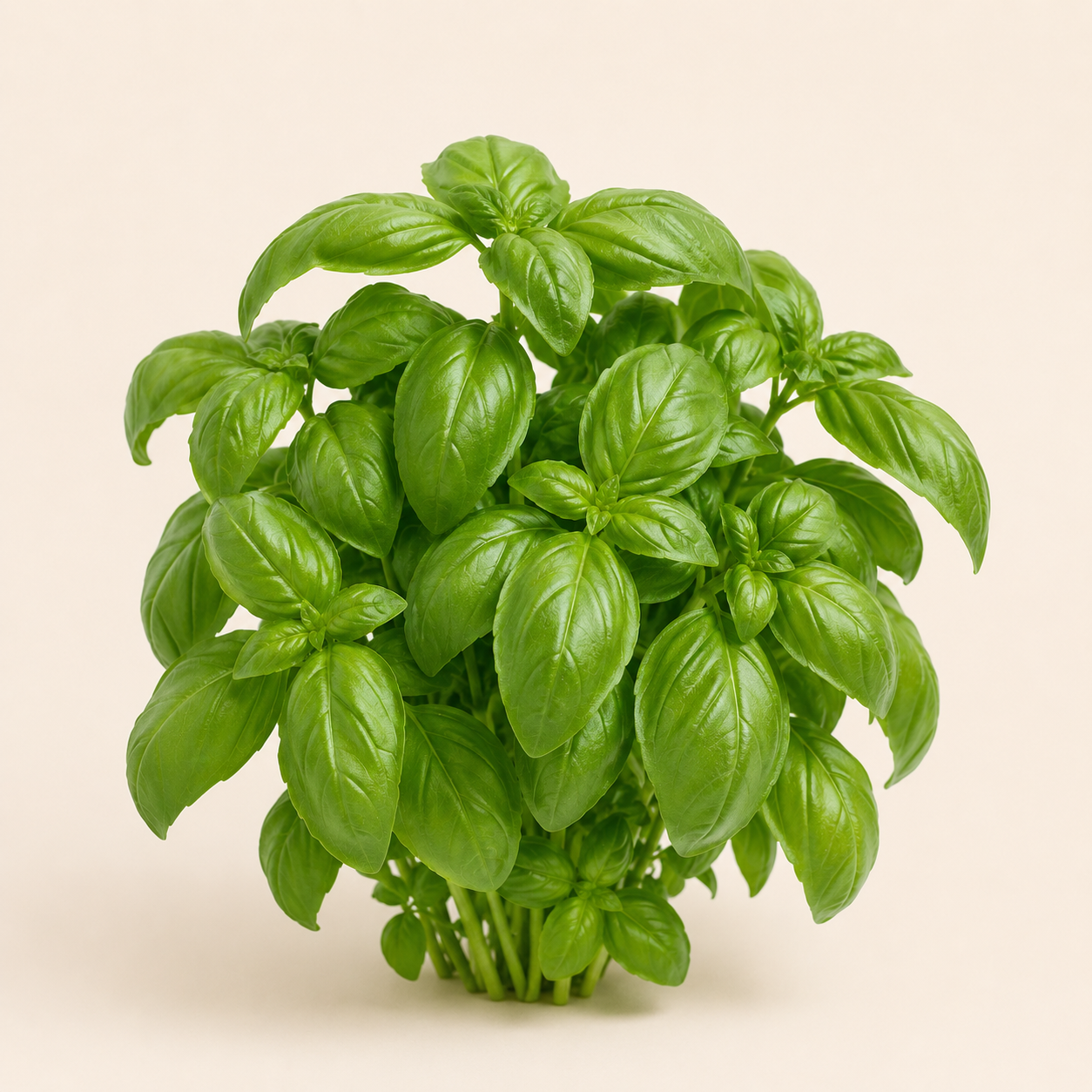Albahaca